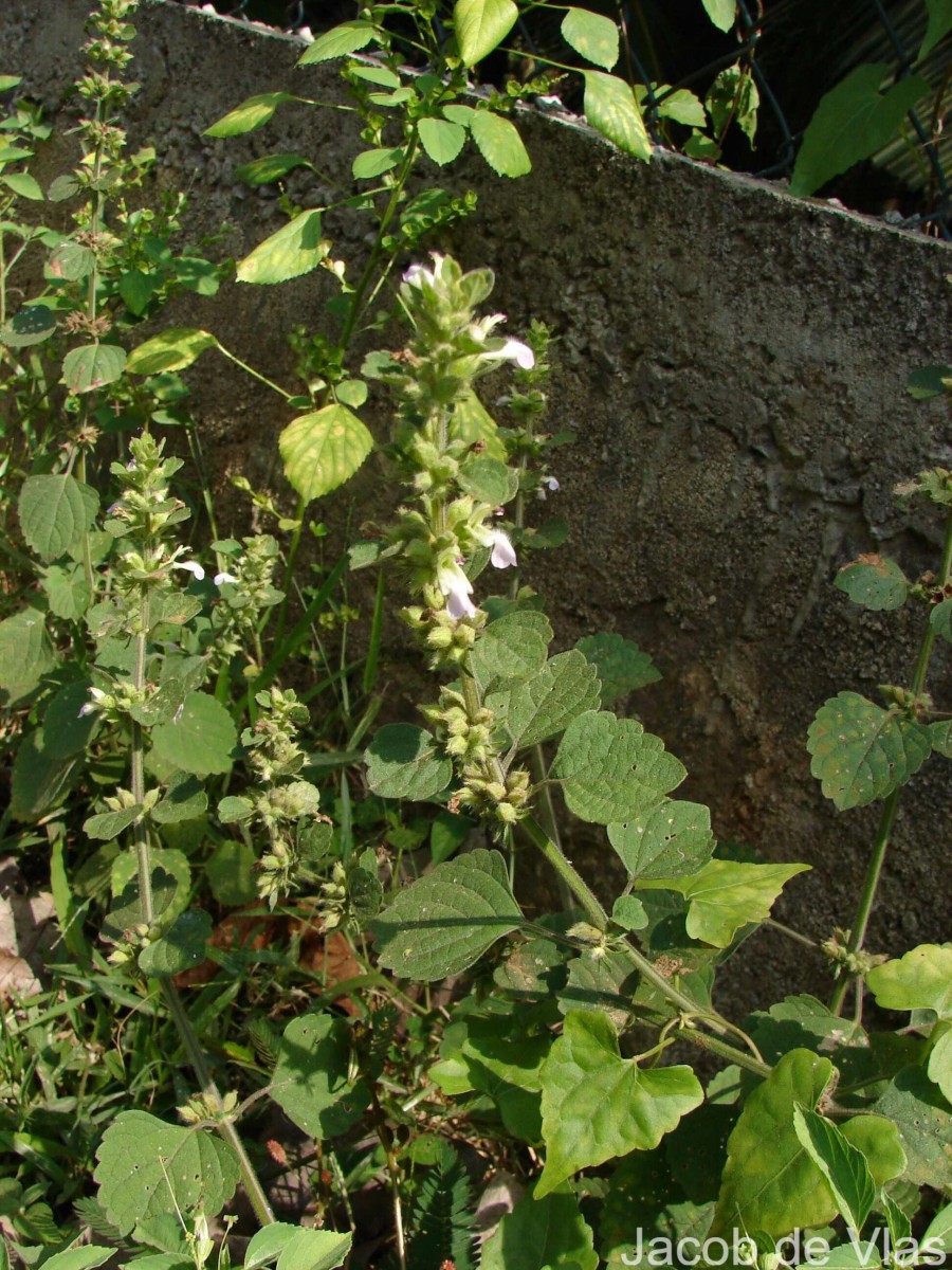 Anisomeles indica (L.) Kuntze